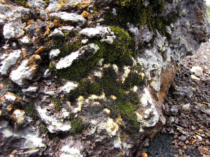 Grimmia atrata